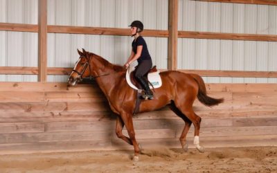 The Equestrian Athlete