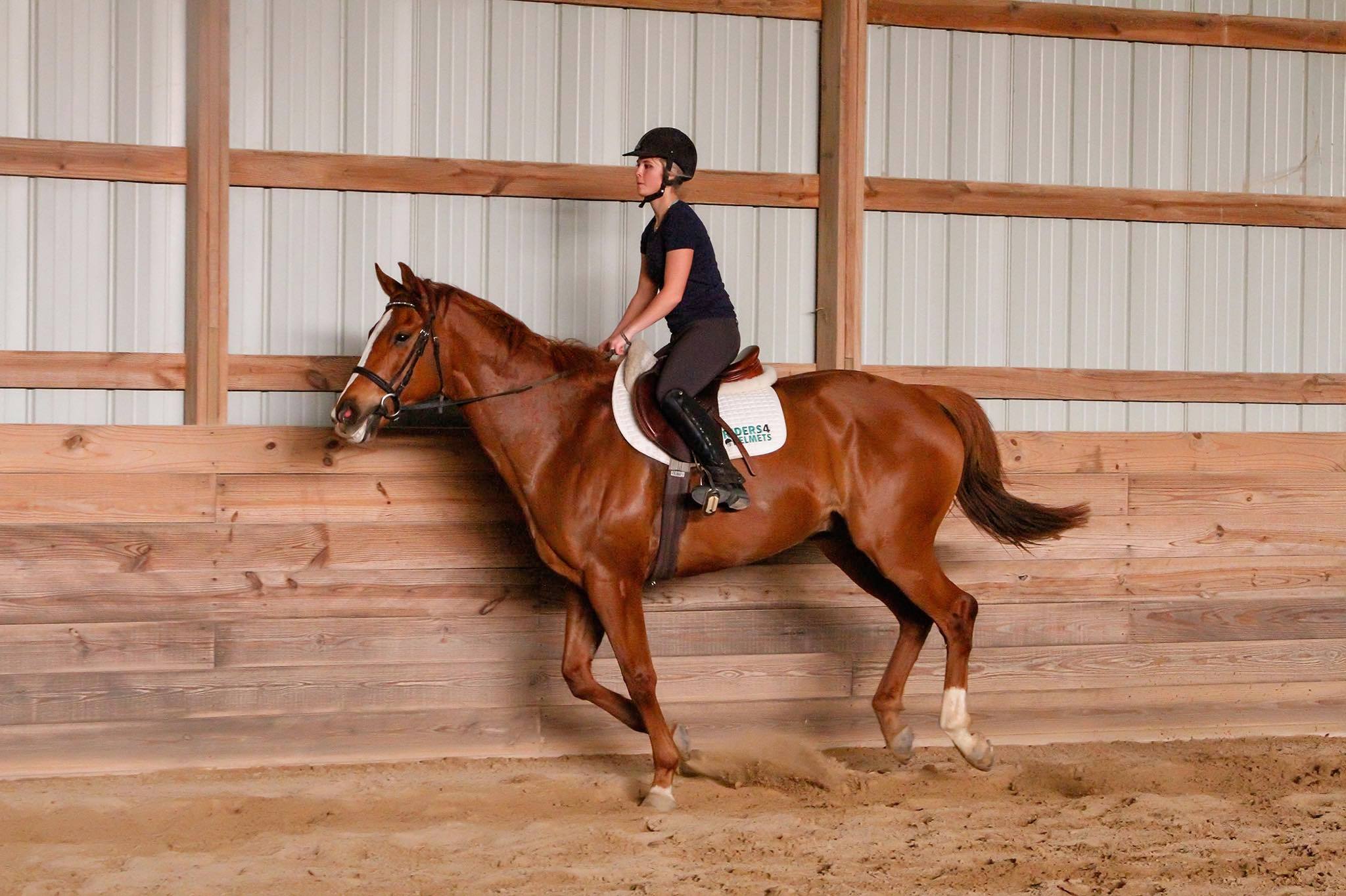 The Equestrian Athlete